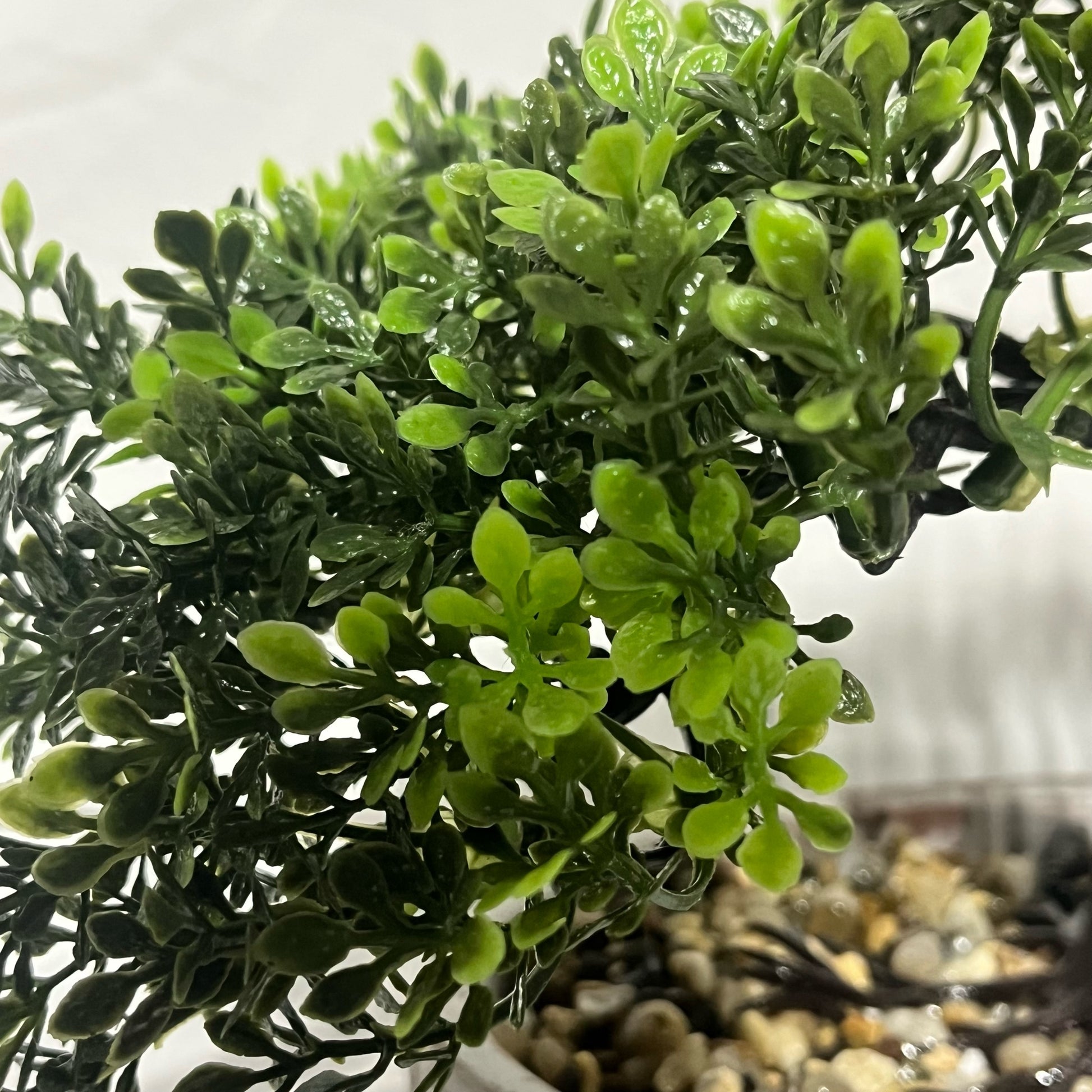 Close-up of a green leaves of bonsai plant with a blurred background
