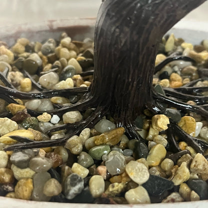 Black roots of bonsai tree 