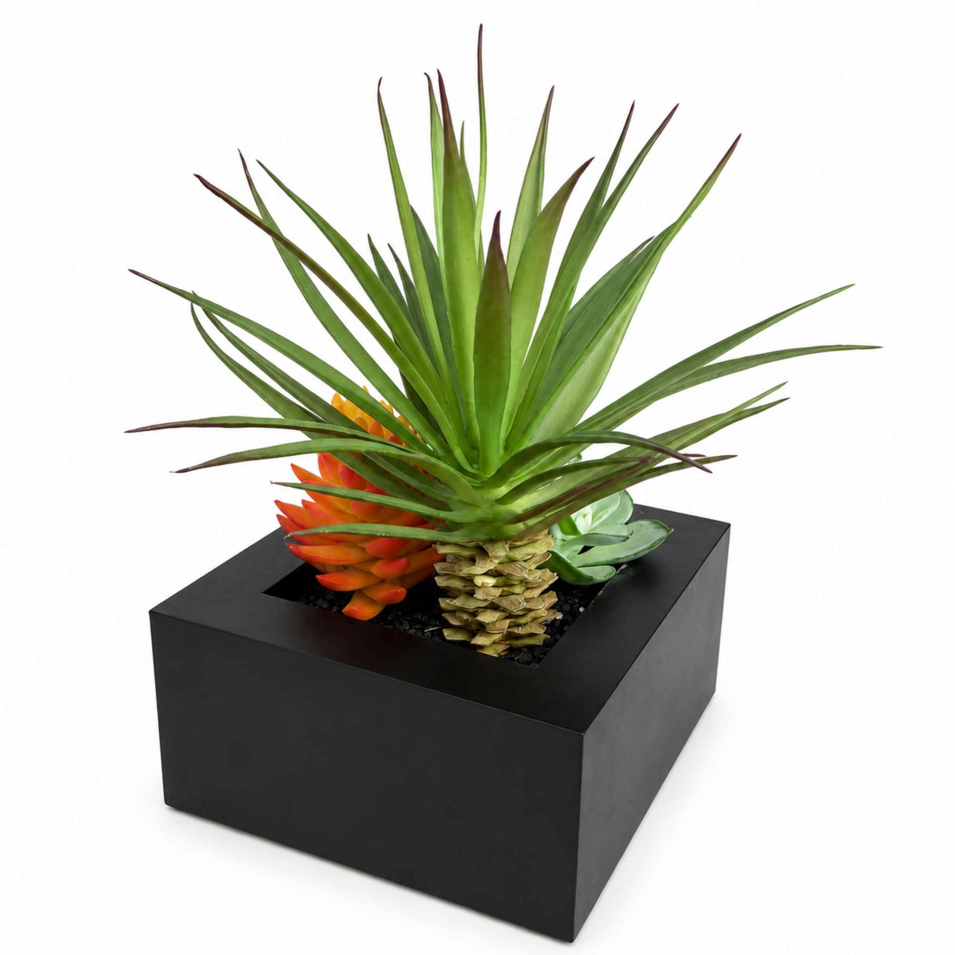 Succulents in black square planter box