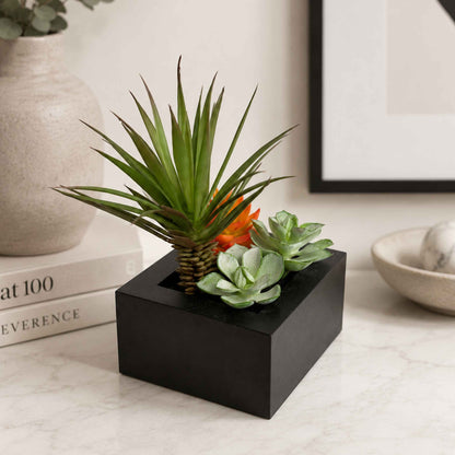 Succulents in black square planter box