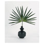 Single Fan Palm Accent Plant