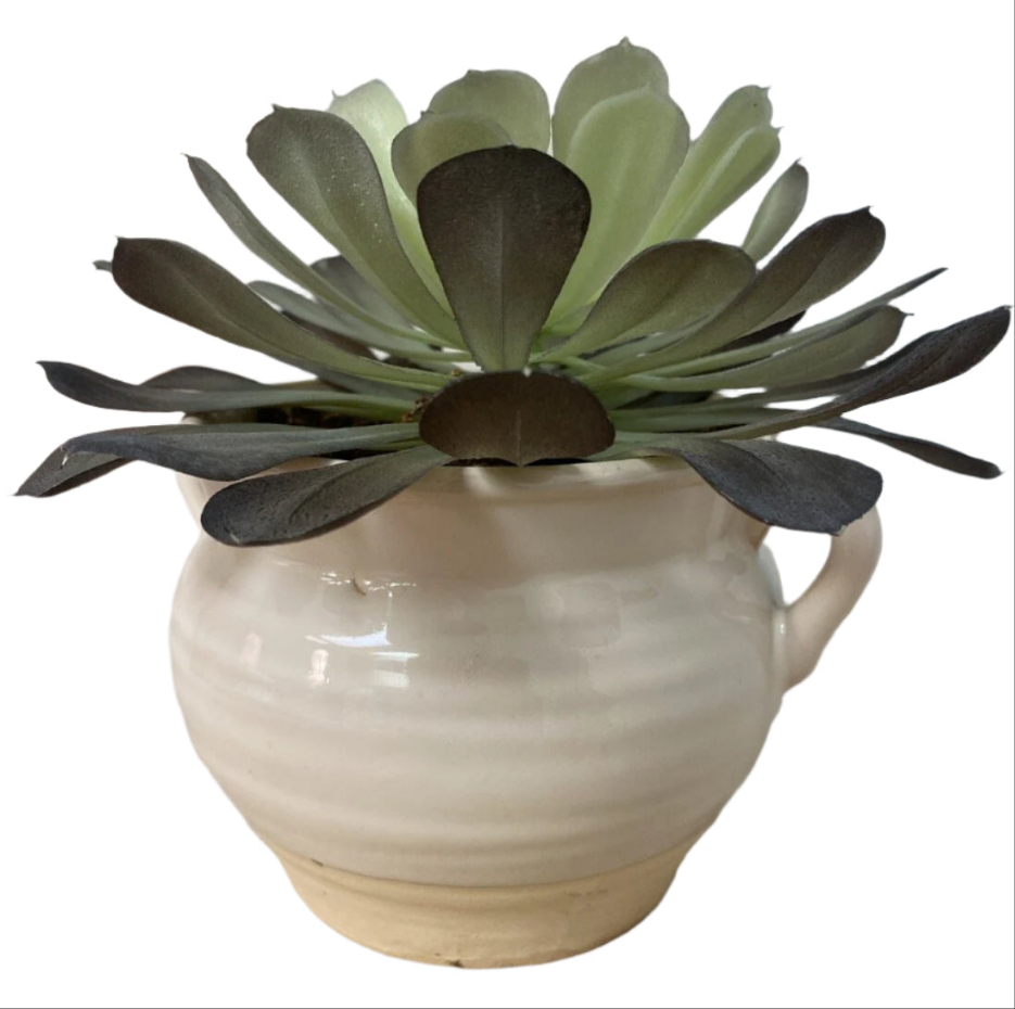Accent Plant -Open box-8114