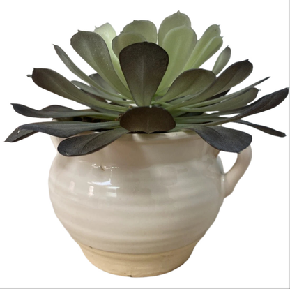 Accent Plant -Open box-8114