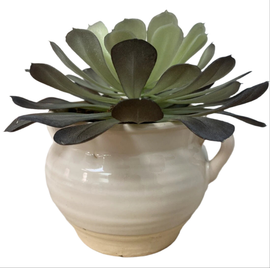 Accent Plant -Open box-8114