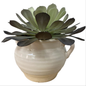 Accent Plant -Open box-8114