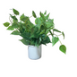 Trailing Faux Greenery in White Ceramic Pot-OPEN BOX