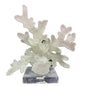 Textured Coral Like Cluster