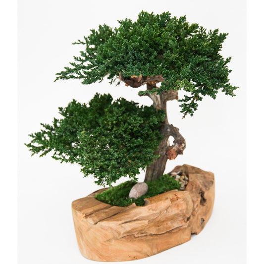 Double Bonsai in Wood Bowl