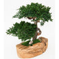 Double Bonsai in Wood Bowl