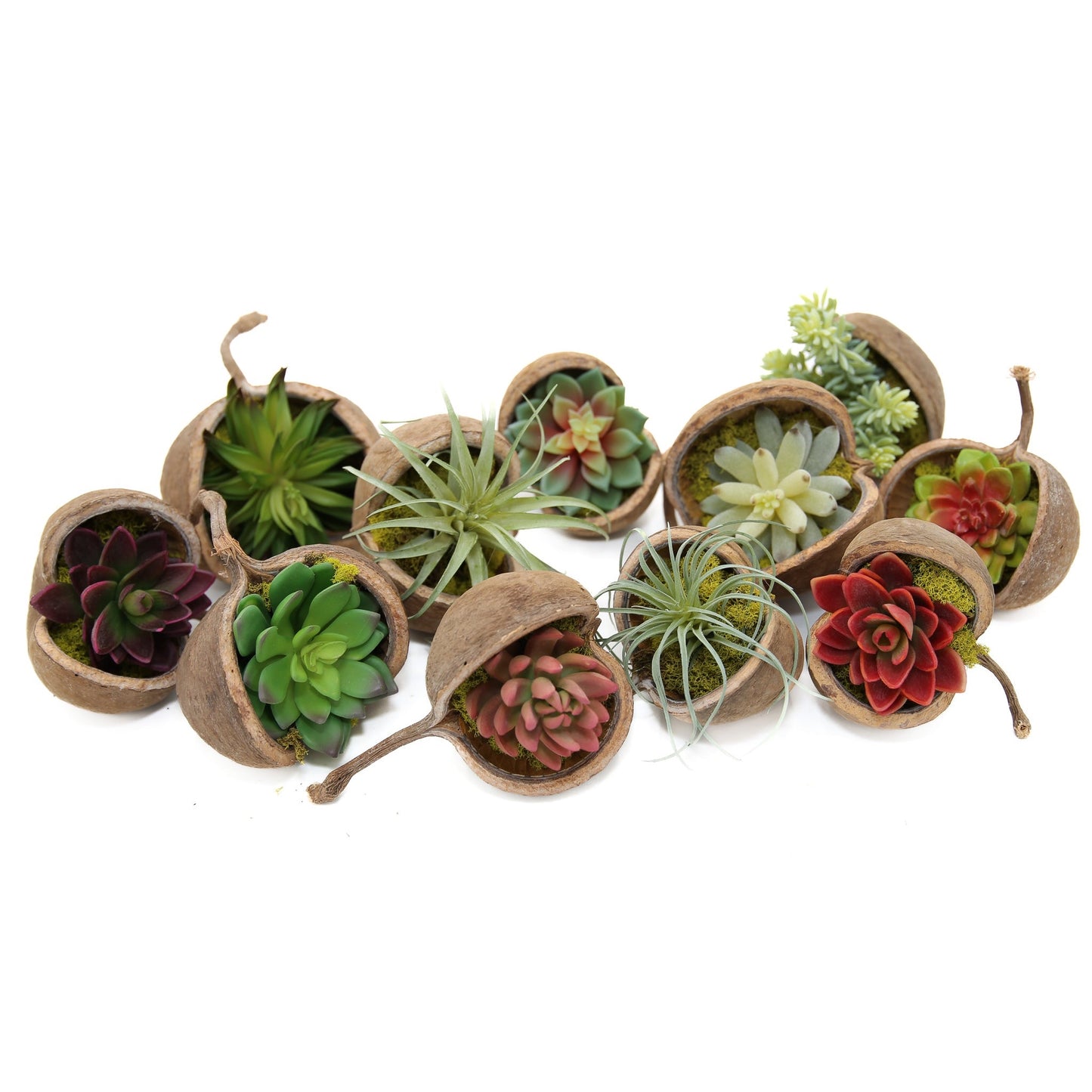 Succulent in Buddha Nut