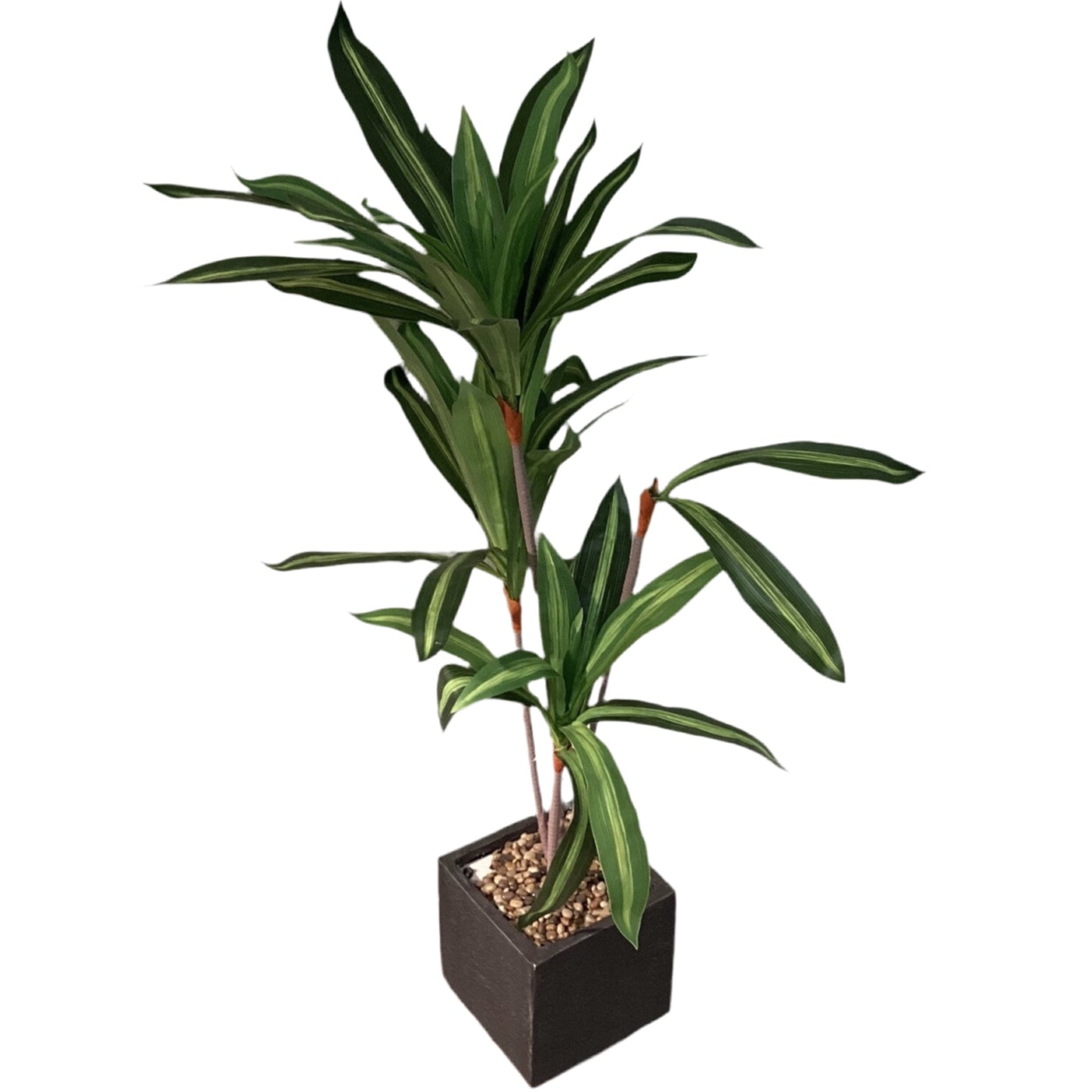 Medium Dracaena Floor Plant (50”H x 9.5”W)- Local Pick Up Only-8142