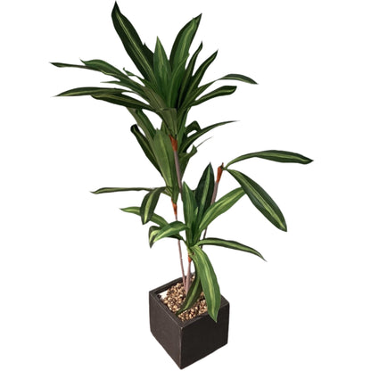 Medium Dracaena Floor Plant (50”H x 9.5”W)- Local Pick Up Only-8142
