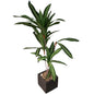 Medium Dracaena Floor Plant (50”H x 9.5”W)- Local Pick Up Only-8142