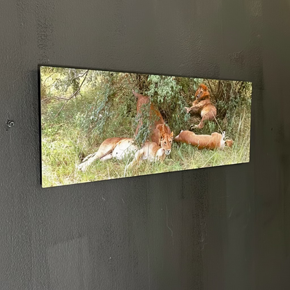Pride of the Savannah: Metal Canvas Wall Art-Open Box