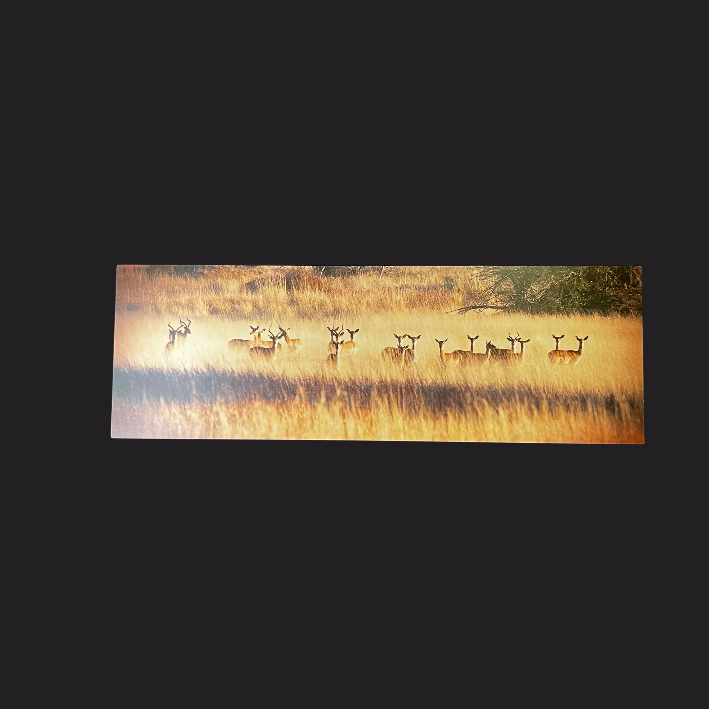 Golden Hour Deer Metal Canvas-Open Box