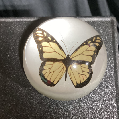 Butterfly paper weight