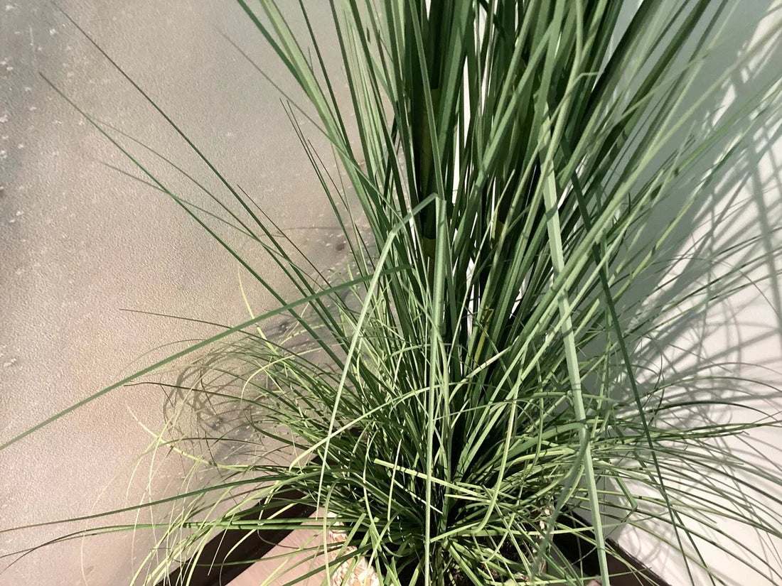 Medium Wicker Basket Floor Plant - Pleasant *OPEN BOX