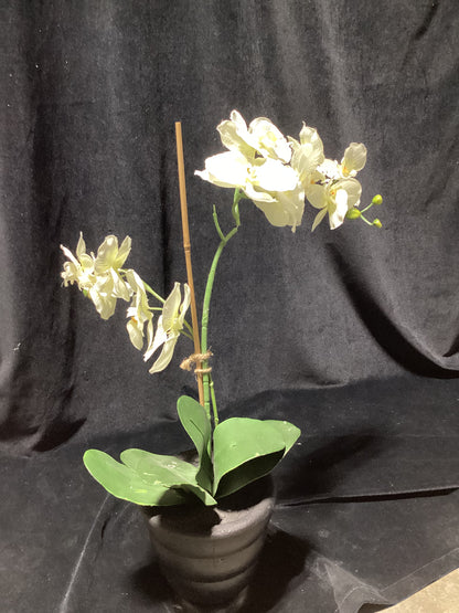 Faux White Orchid BLACK BASE-OPEN BOX