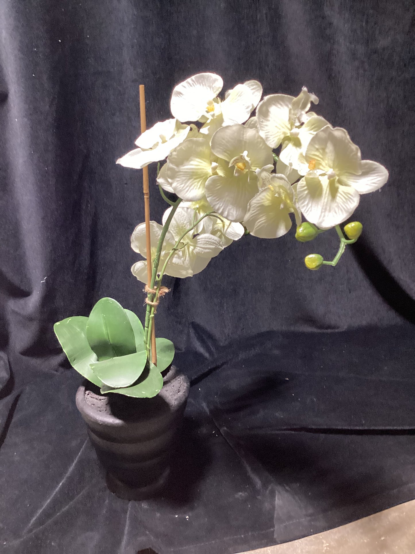 Faux White Orchid BLACK BASE-OPEN BOX