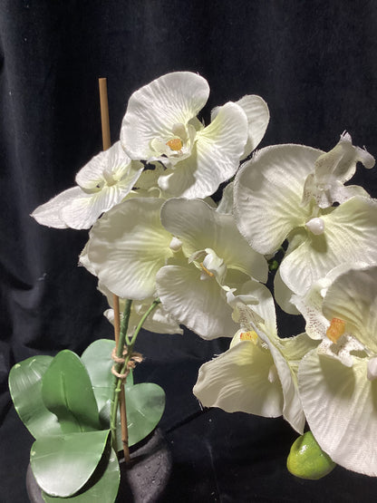 Faux White Orchid BLACK BASE-OPEN BOX