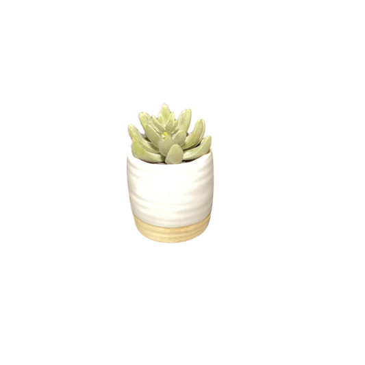 Small faux plant-8113