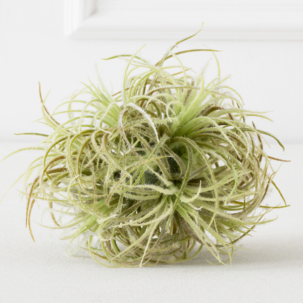 Sphere air-plant