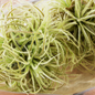 Sphere air-plant