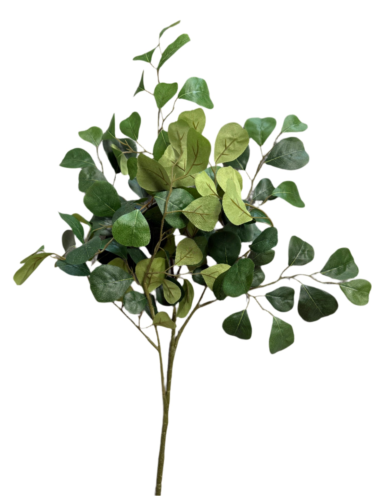 Eucalyptus Stem
