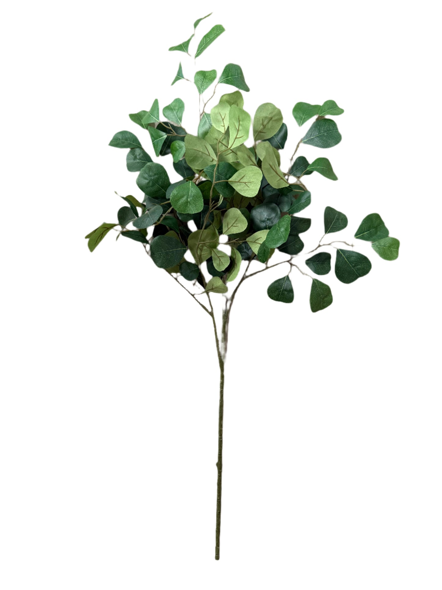 Eucalyptus Stem