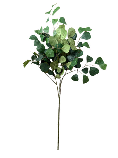 Eucalyptus Stem