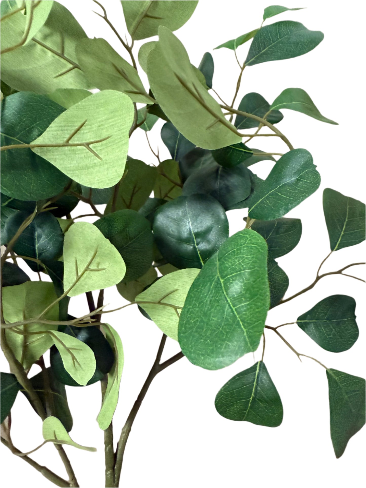 Eucalyptus Stem