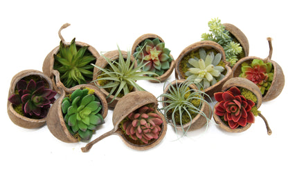 Succulent in Buddha Nut