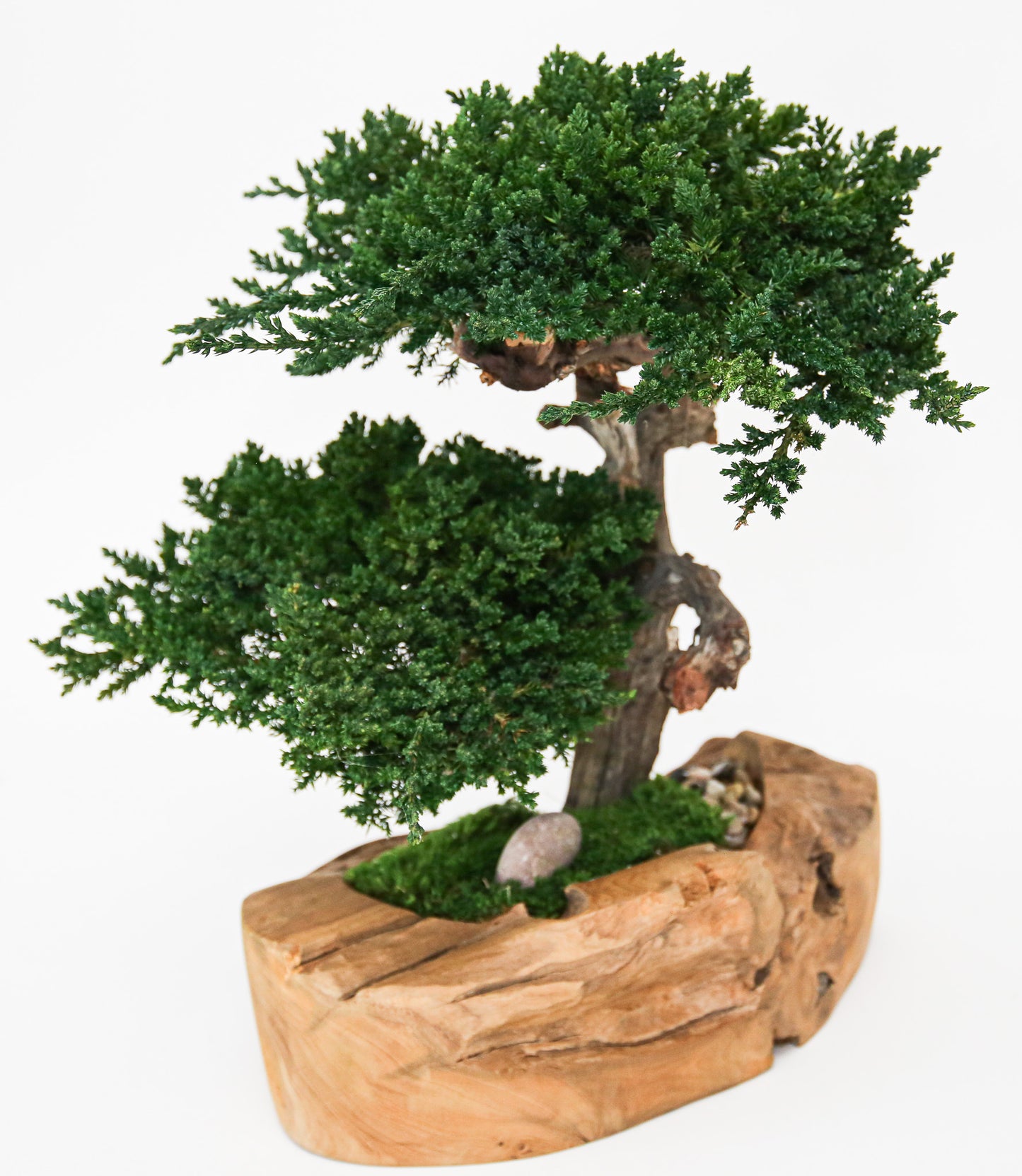 Double Bonsai in Wood Bowl