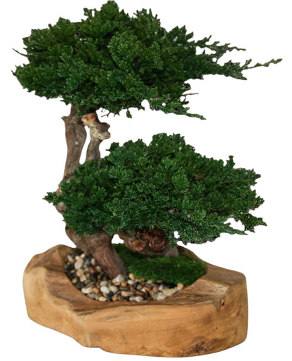 Double Bonsai in Wood Bowl