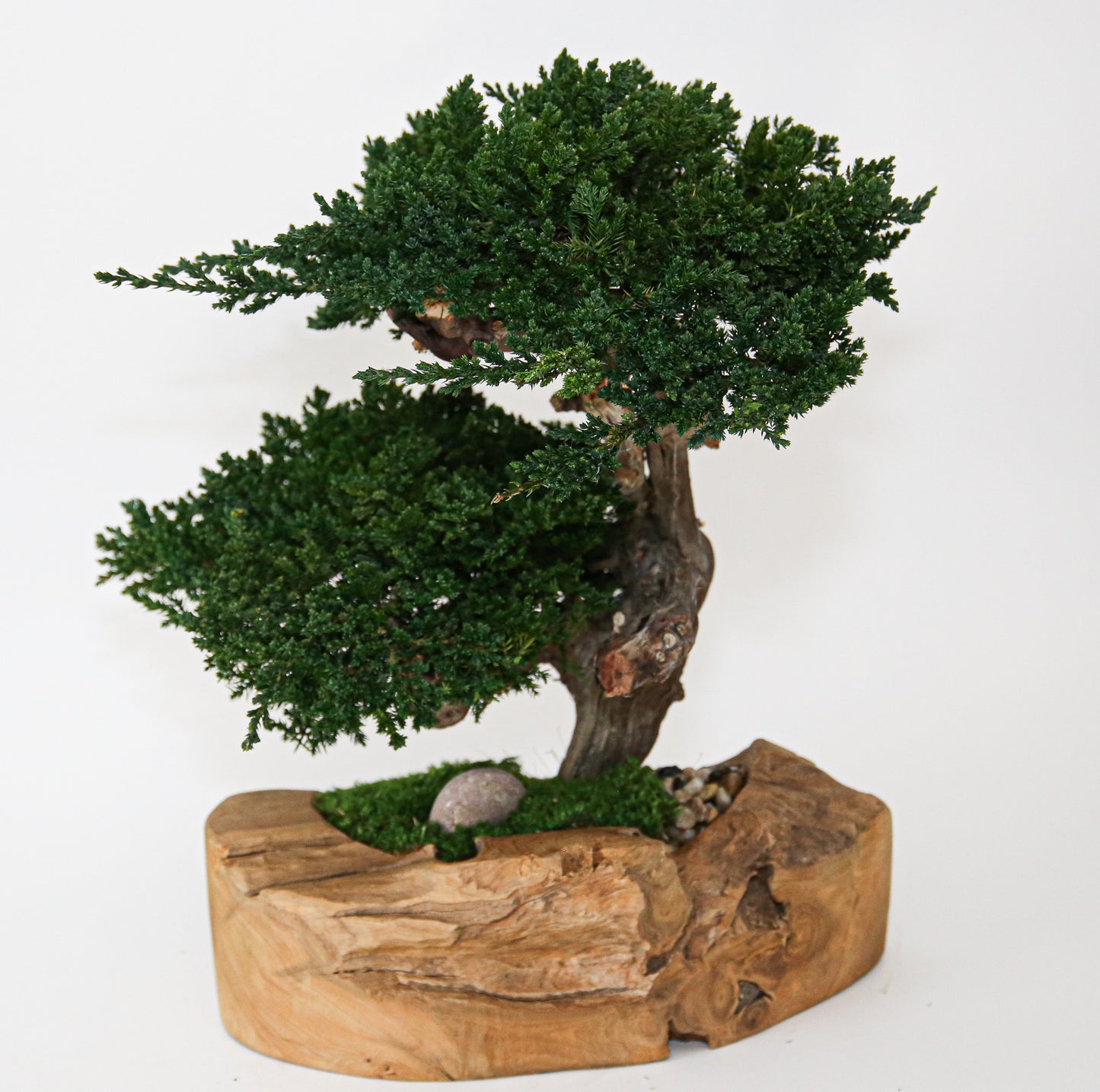 Double Bonsai in Wood Bowl