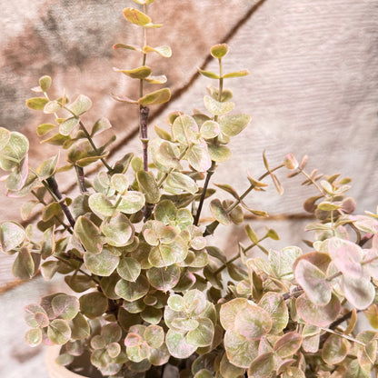 Pink Edge Eucalyptus Bush
