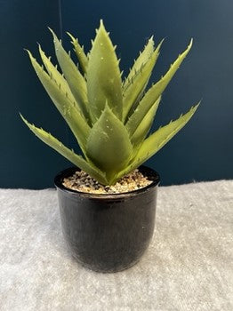 Medium Plant with Vase - Open Box