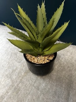 Medium Plant with Vase - Open Box