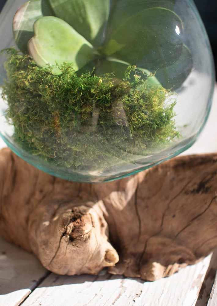 Driftwood Base Large Blown Glass Bowl