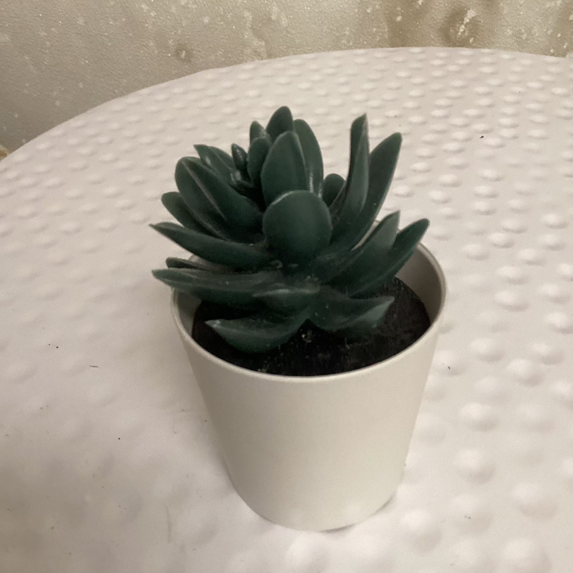 Petite succulents echeveria plant