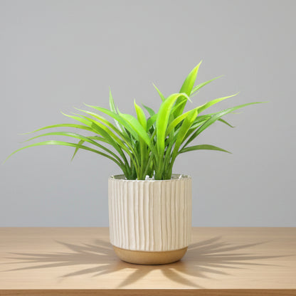 Potted plant with green leaves in a beige pot 