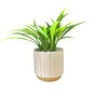 Potted plant with green leaves in a beige pot 