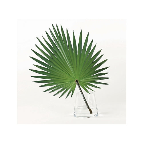 FAN PALM ACCENT IN WATER