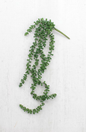 Artificial Necklace Fern Succulent