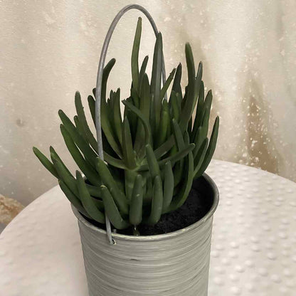 Synthetic sea aloe