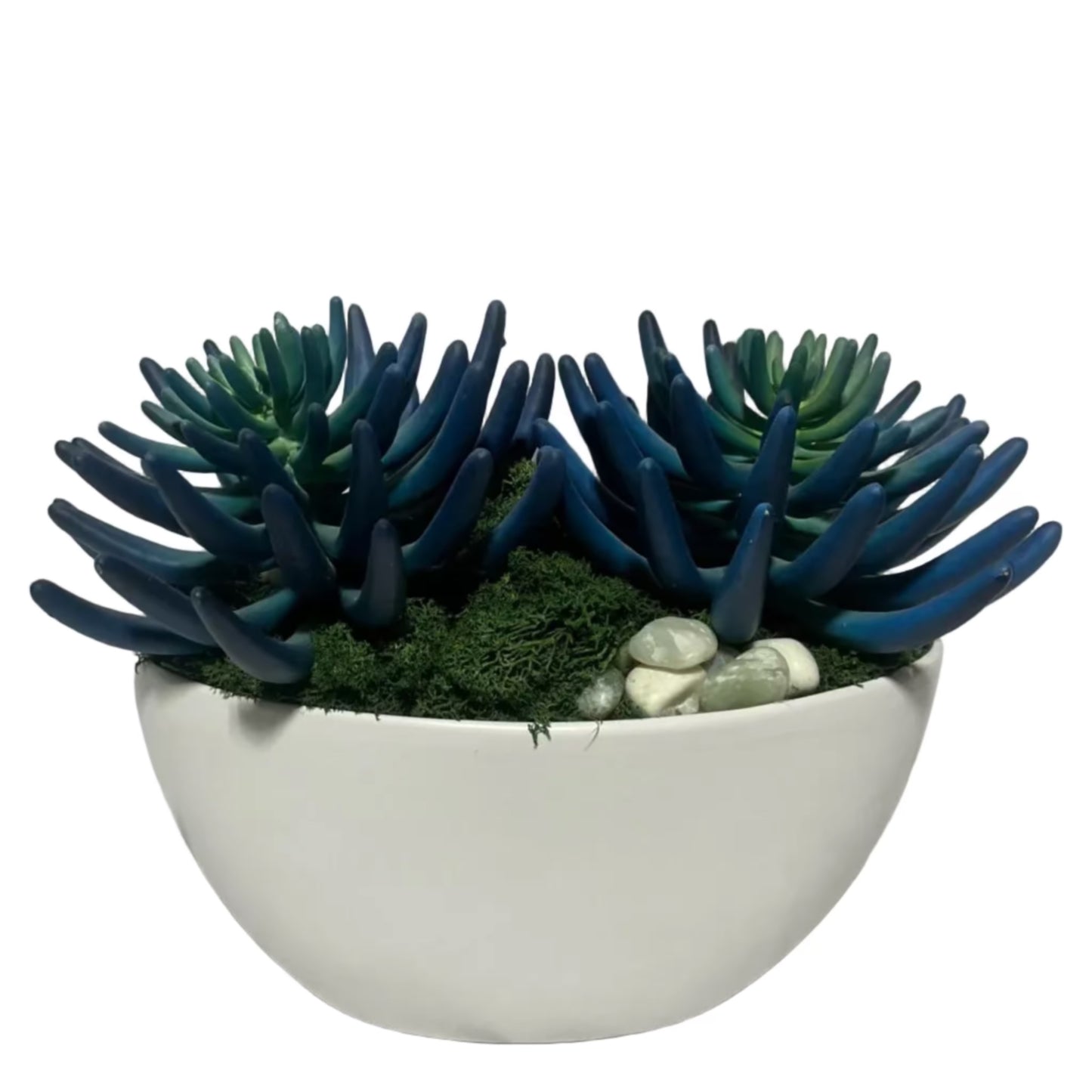 Blue/Green Succulent Garden
