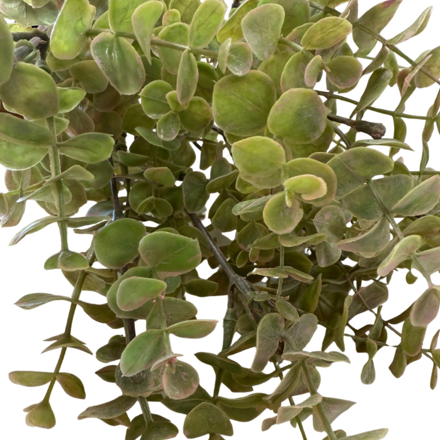 Green & Pink Eucalyptus Stem