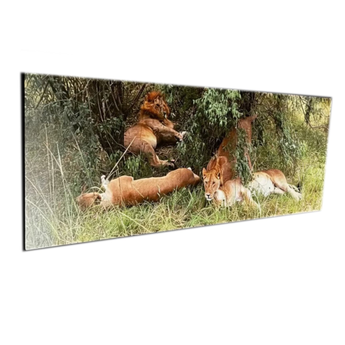 Pride of the Savannah: Metal Canvas Wall Art