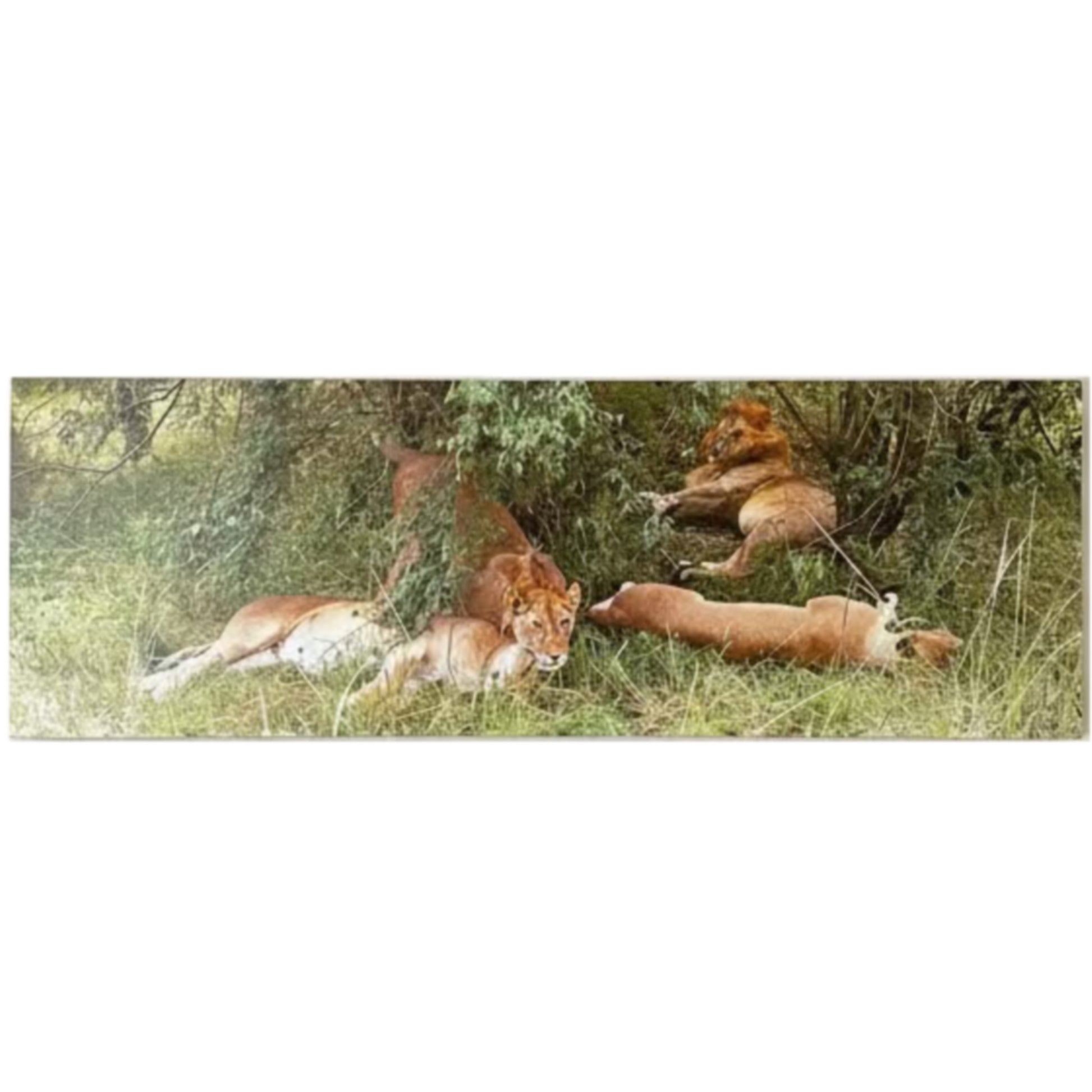 Lions in a grassy area with trees in the background