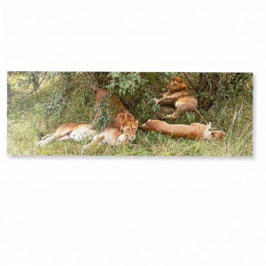 Three lions resting in a grassy area with trees in the background
